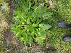 Angiospermae