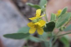 Senna durangensis