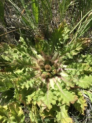 Cirsium scariosum congdonii