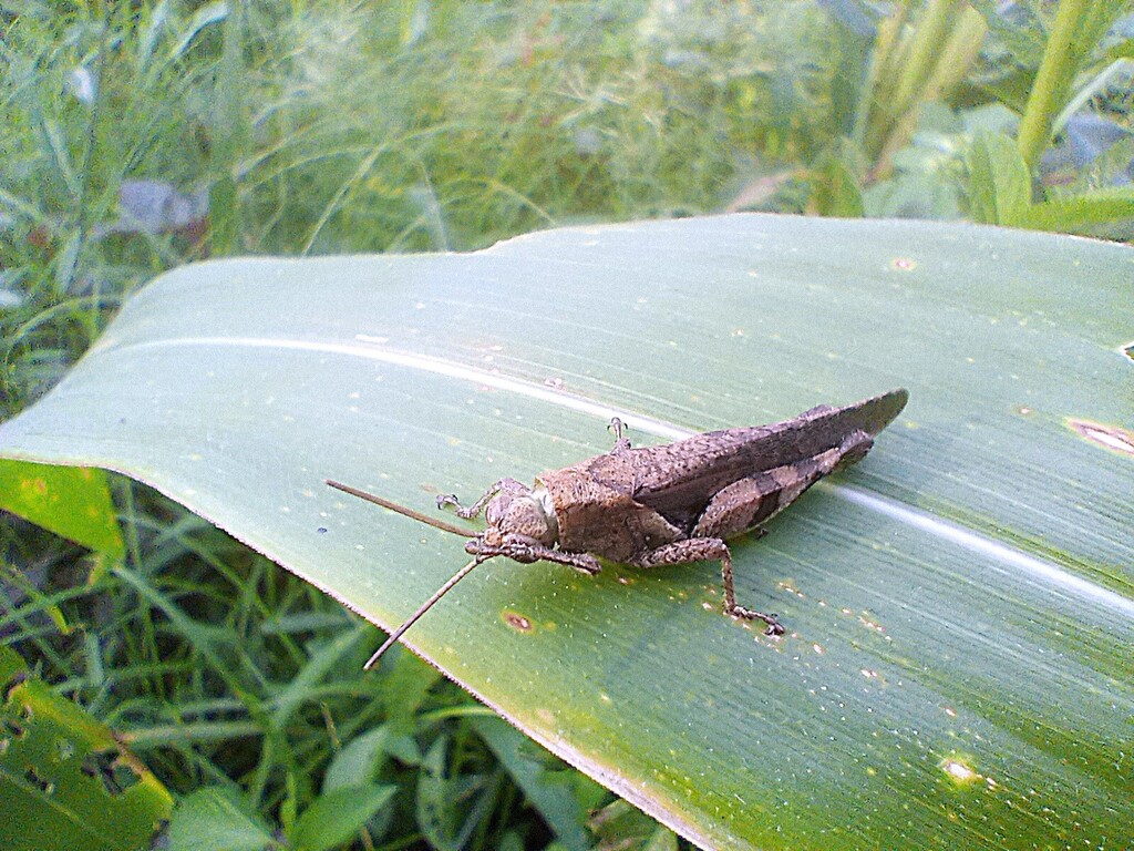 https://inaturalist-open-data.s3.amazonaws.com/photos/521909225/large.jpg