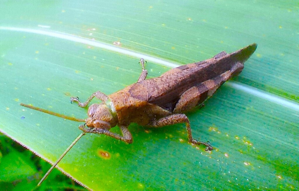 https://inaturalist-open-data.s3.amazonaws.com/photos/521909242/large.jpg