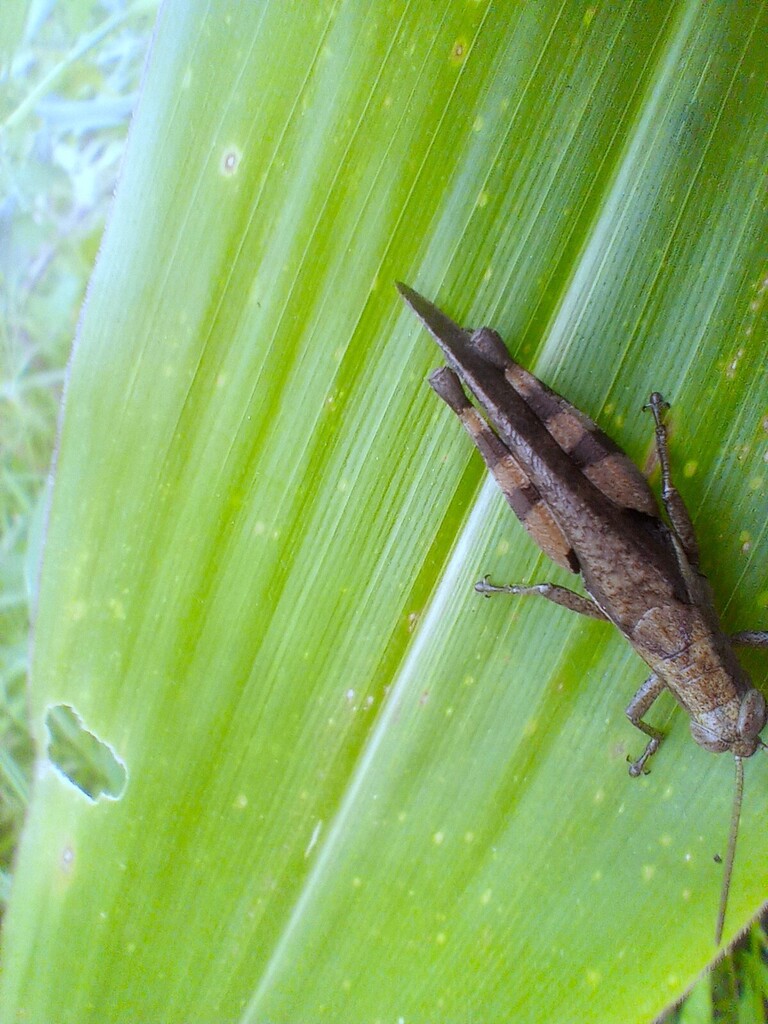 https://inaturalist-open-data.s3.amazonaws.com/photos/521909253/large.jpg