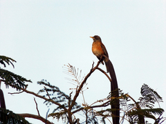 Turdus rufopalliatus