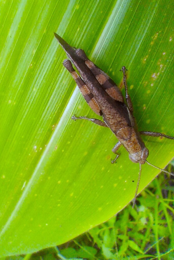 https://inaturalist-open-data.s3.amazonaws.com/photos/521909277/large.jpg