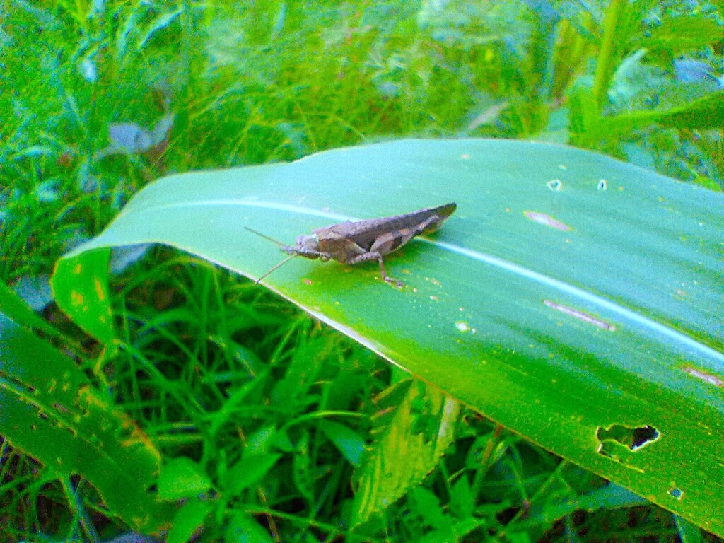https://inaturalist-open-data.s3.amazonaws.com/photos/521909304/large.jpg