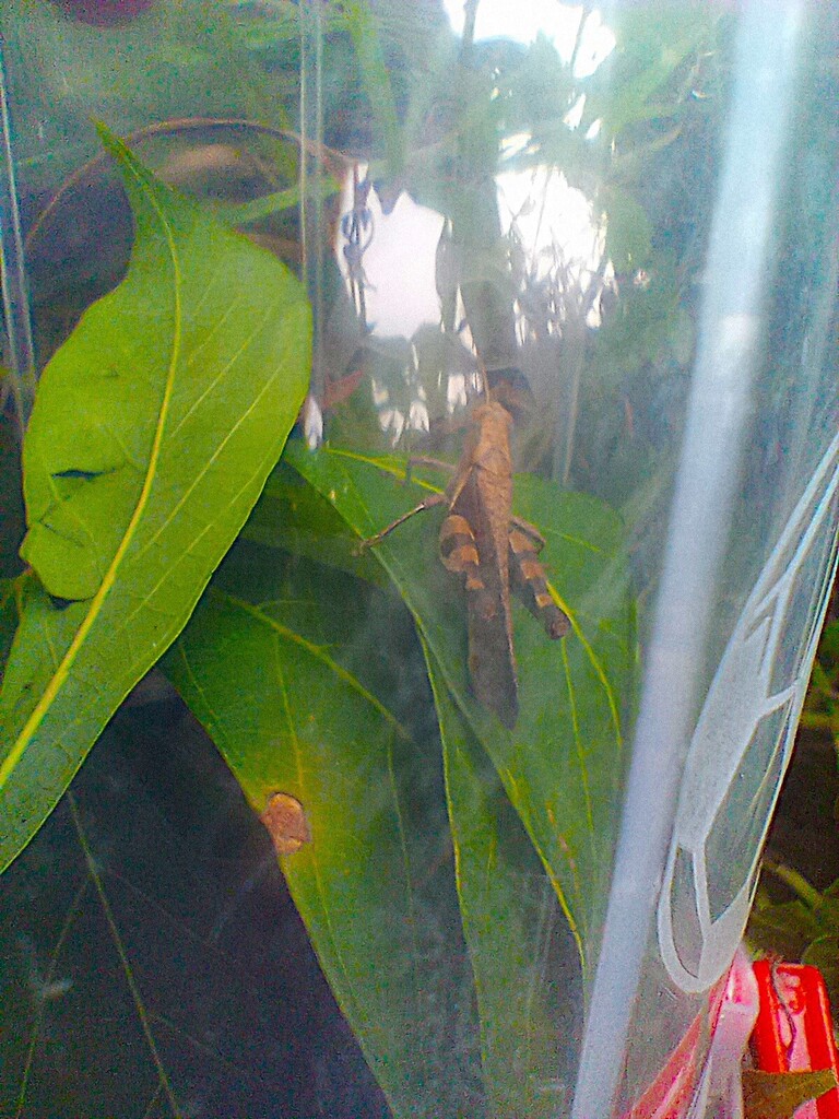 https://inaturalist-open-data.s3.amazonaws.com/photos/521909342/large.jpg