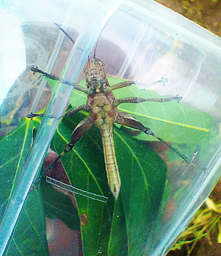 https://inaturalist-open-data.s3.amazonaws.com/photos/521909346/large.jpg