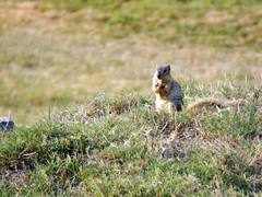 Notocitellus annulatus