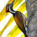 Black-rumped Flameback - Photo (c) Joby Joseph, some rights reserved (CC BY-NC-SA)