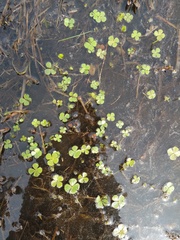 Tracheophyta
