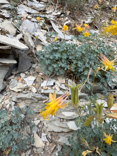 Oil Shale Columbine (Aquilegia barnebyi)