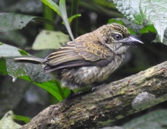 Pogoniulus scolopaceus