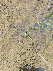 Azolla