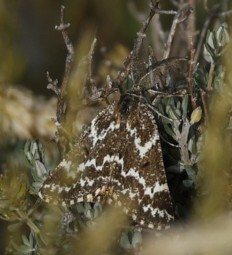 Athroolopha pennigeraria