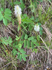 Sanguisorba stipulata