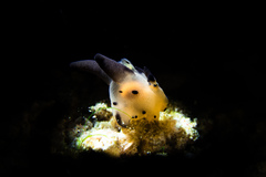 Thecacera