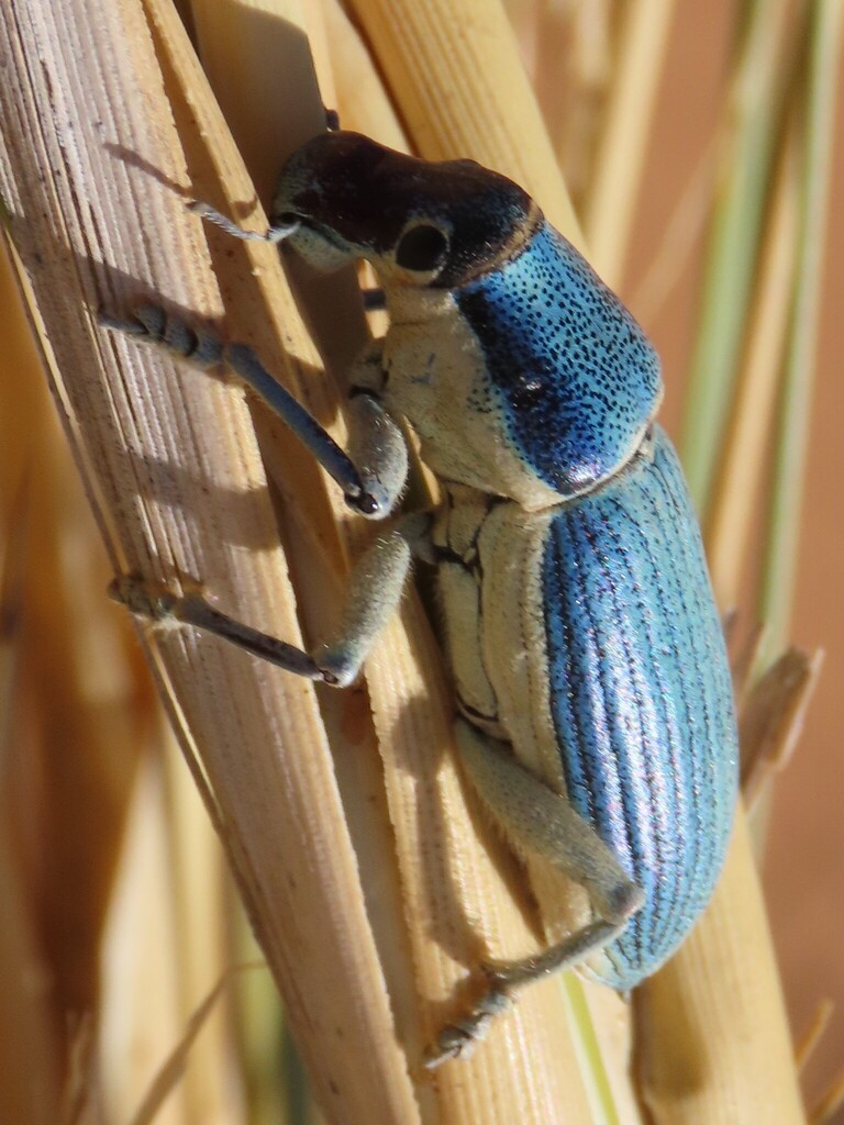 Leptostethus speciosus