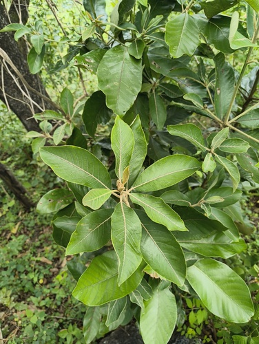 Deccan tallow laurel (Litsea deccanensis)