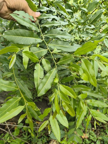 Putranjiva roxburghii, photograph 4