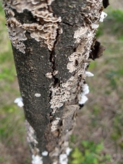 Polyporales