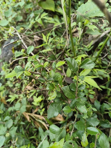 Streblus asper, photograph 3