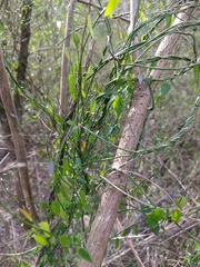 Angiospermae