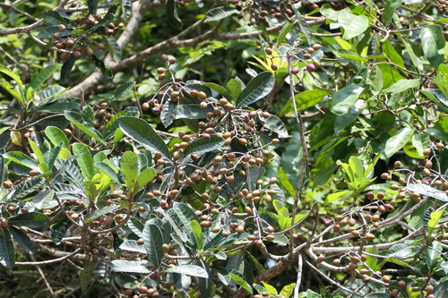 Black Varnish Tree (Holigarna arnottiana)