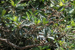 Holigarna arnottiana
