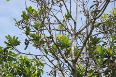 (c) Dinesh Valke, some rights reserved (CC BY-SA) Holigarna arnottiana, photograph (c) Dinesh Valke, some rights reserved (CC BY-SA)