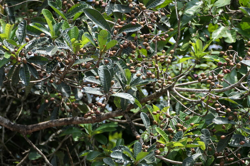 Holigarna arnottiana, photograph 2