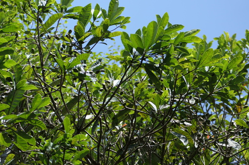 Holigarna arnottiana, photograph 3