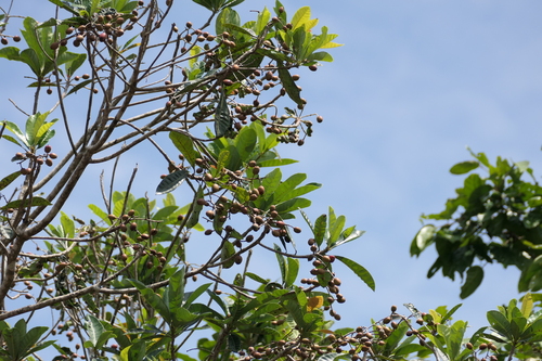 Holigarna arnottiana, photograph 4