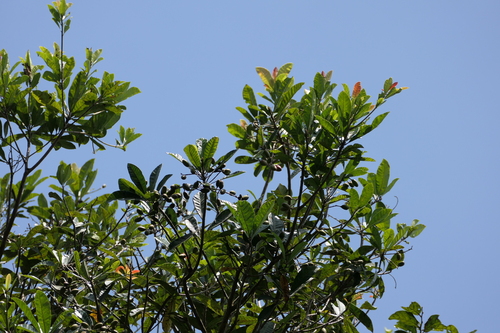 Holigarna arnottiana, photograph 5