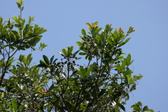 (c) Dinesh Valke, some rights reserved (CC BY-SA) Holigarna arnottiana, photograph (c) Dinesh Valke, some rights reserved (CC BY-SA)
