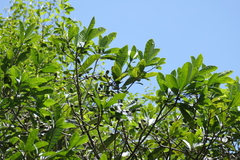 Holigarna arnottiana, photograph (c) Dinesh Valke, some rights reserved (CC BY-SA)