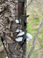 Polyporales
