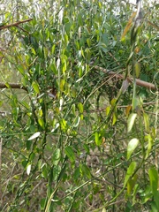 Angiospermae
