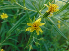 Trixis angustifolia