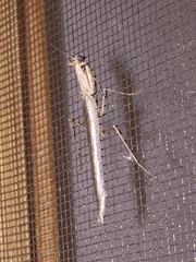 Litaneutria pacifica