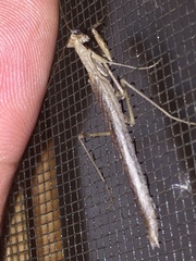 Litaneutria pacifica