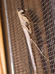 Litaneutria pacifica