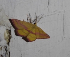 Haematopis grataria