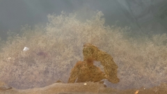 Amathia verticillata