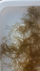 Amathia verticillata