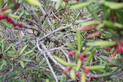 Comarostaphylis diversifolia diversifolia
