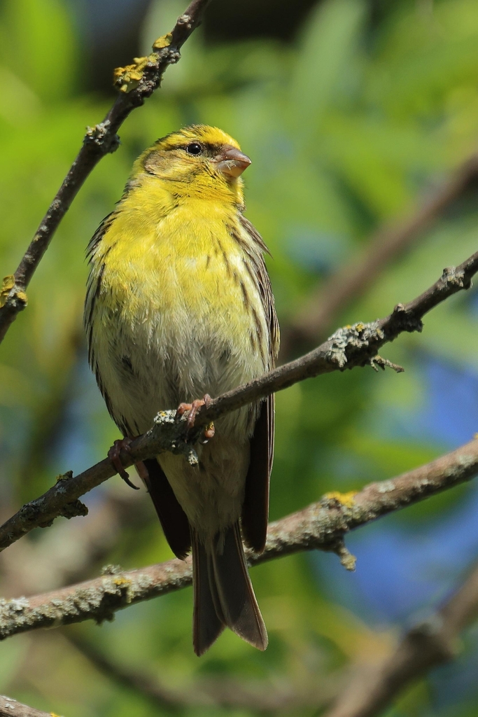 Serin cini