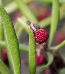 Comarostaphylis diversifolia diversifolia