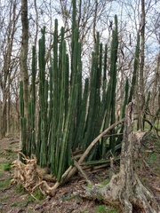 Cereus