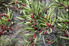 Comarostaphylis diversifolia diversifolia