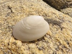 Lepeta concentrica